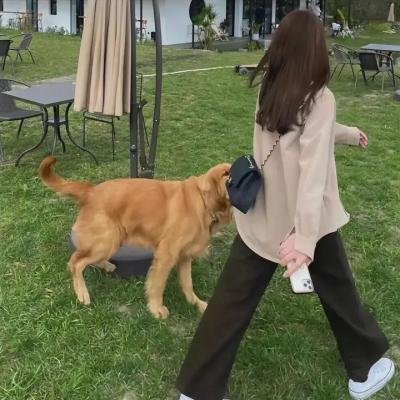 疯狂的豆子